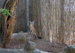 Southwest Wildlife Discovery Series: The Tiny Kit Fox — A True Desert Fox